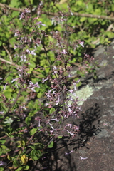 Aeollanthus parvifolius