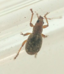 Chiloneus sitoniformis