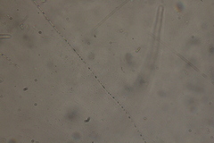 Oscillatoria redekei