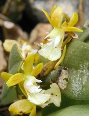 Grandiphyllum hians