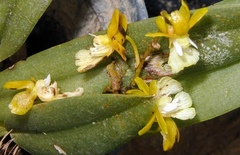Grandiphyllum hians