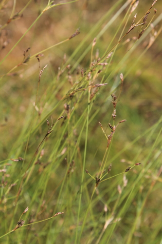 Bulbostylis densa iNat (3)