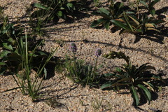 Echiostachys ecklonianus