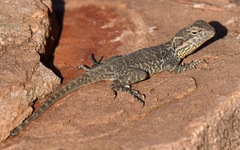 Ctenophorus modestus