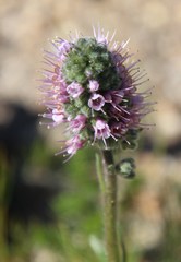 Echiostachys ecklonianus