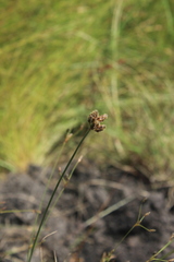 Bulbostylis burchellii