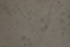 Oscillatoria redekei