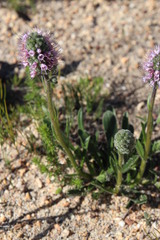Echiostachys ecklonianus
