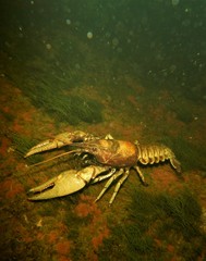 Faxonius rusticus × propinquus