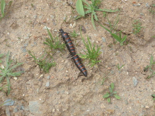 Portuguese red-striped oil beetle