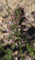 Echiostachys ecklonianus