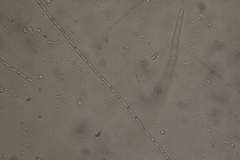 Oscillatoria redekei