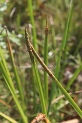 Eleocharis acutangula