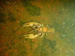 Faxonius rusticus × propinquus