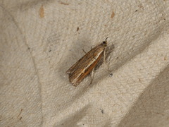 Ptochostola microphaeellus