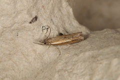 Ptochostola microphaeellus