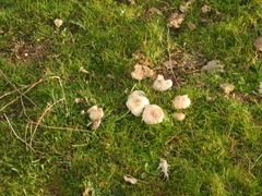 Melanoleuca grammopodia