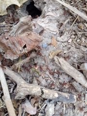 Formicidae