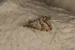 Glaucocharis dilatella