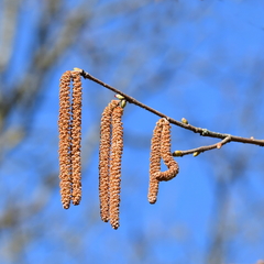Corylus avellana