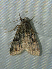 Anaplectoides pressus