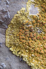 Variospora flavescens