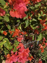 Bougainvillea