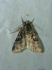 Anaplectoides pressus