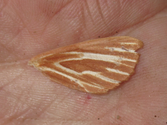 Sabulodes niveostriata