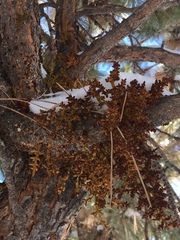 Arceuthobium vaginatum cryptopodum