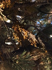 Arceuthobium vaginatum cryptopodum