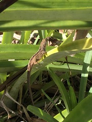 Anolis sagrei