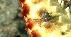 Amphithrax aculeatus