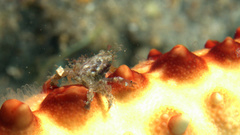 Amphithrax aculeatus