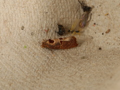 Glyphidoptera insignana