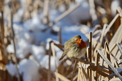 Erithacus rubecula
