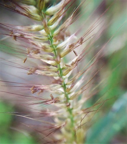 Cenchrus setosus