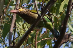 Psilopogon zeylanicus