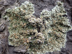 Squamarina cartilaginea