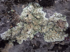 Squamarina cartilaginea