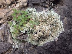 Squamarina cartilaginea