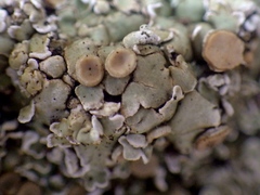 Squamarina cartilaginea