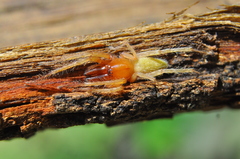 Anyphaenidae