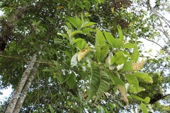 Iochroma arborescens