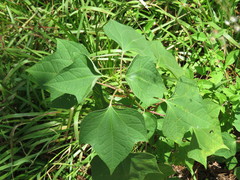 Podachaenium eminens