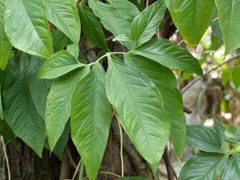 Syngonium auritum