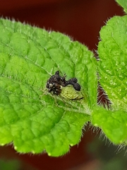 Cyphonia clavigera