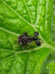 Cyphonia clavigera