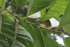 Iochroma arborescens