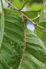 Iochroma arborescens